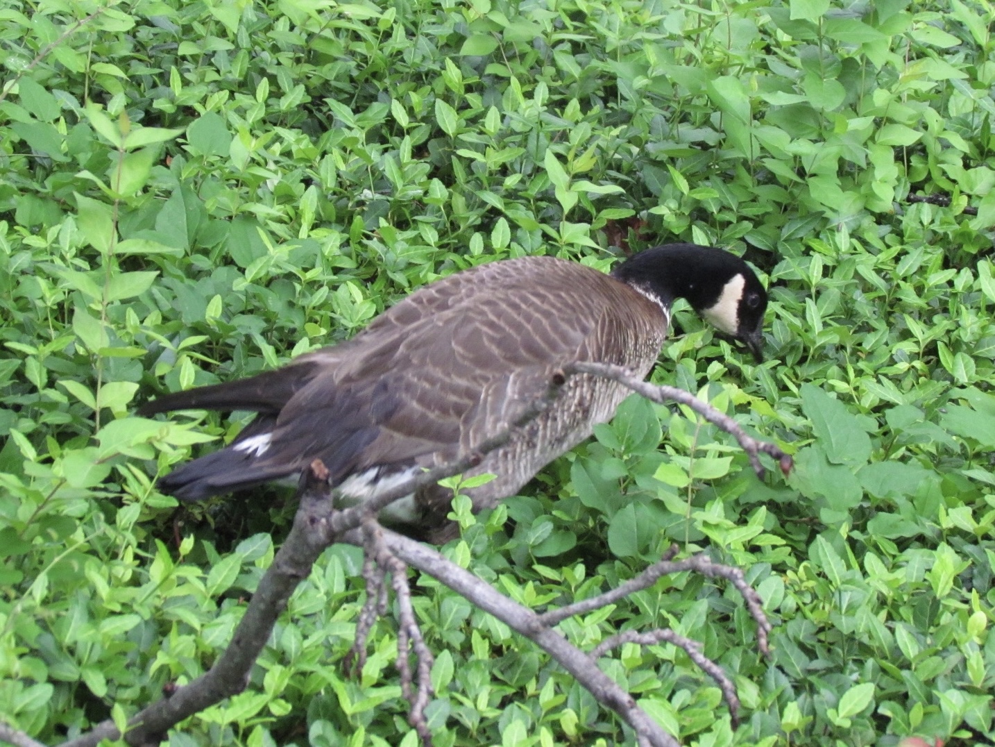 Aleutian Cackling Goose