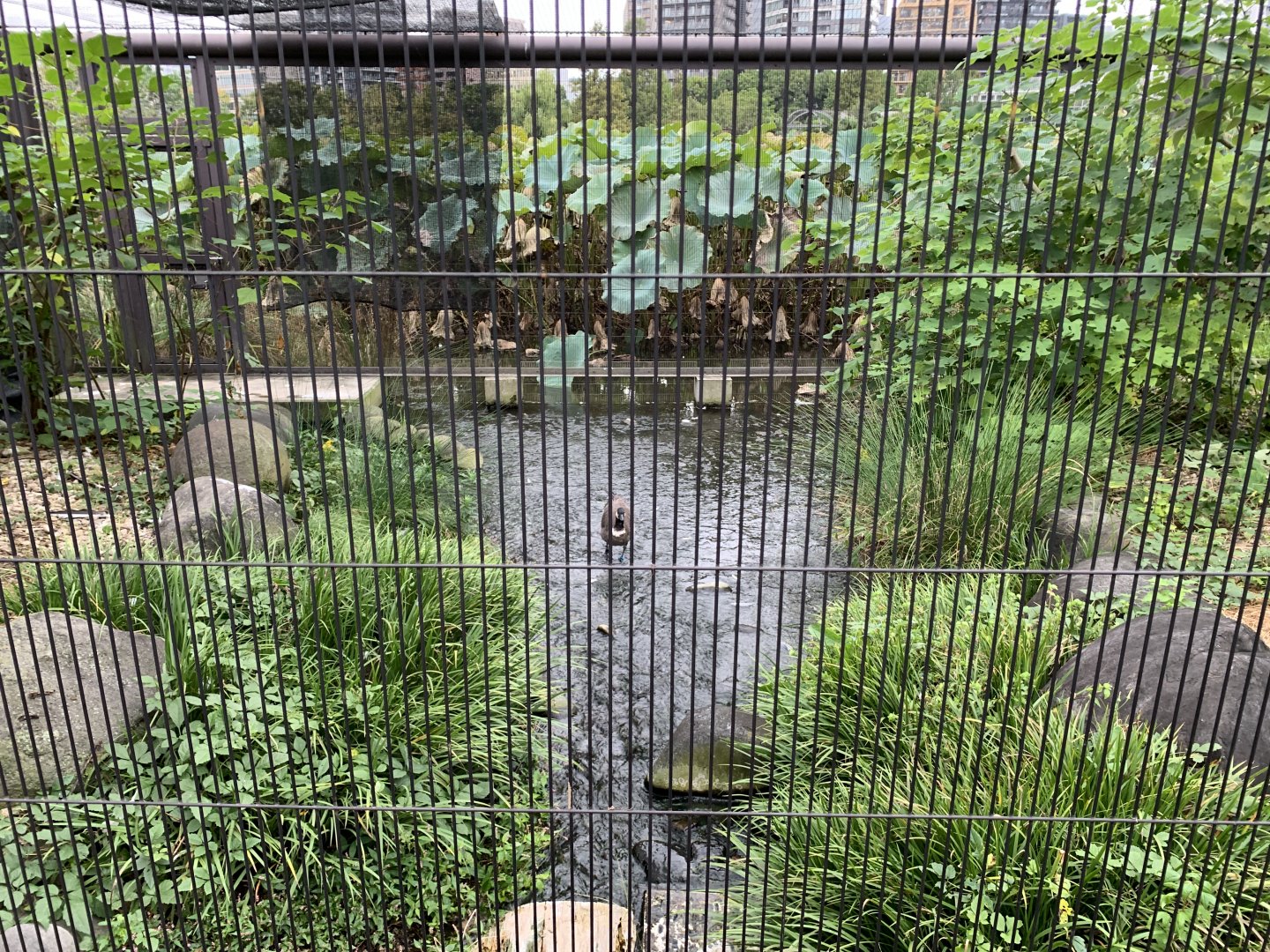 Aleutian Canada Goose