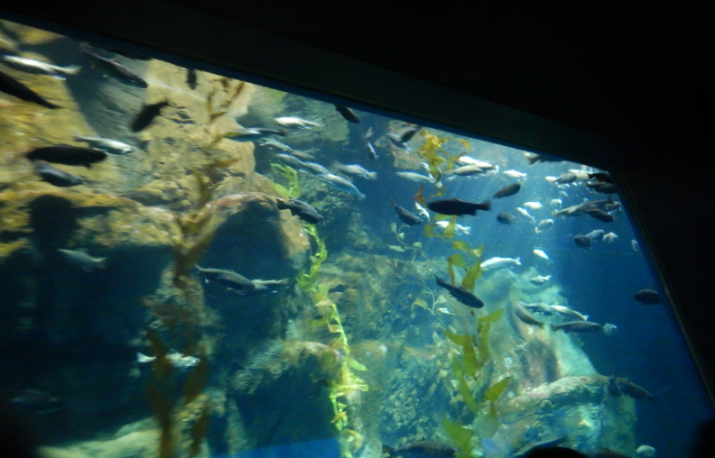 Aleutian Islands Exhibit