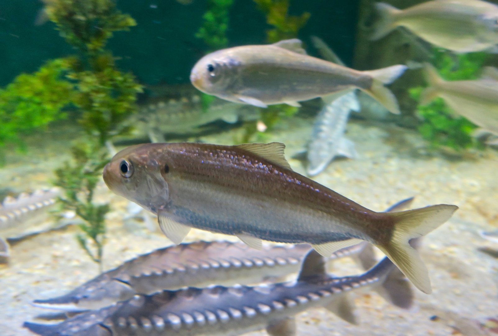 Alewife (Alosa pseudoharengus)