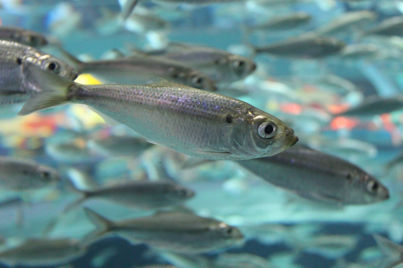 Alewives - June 2016