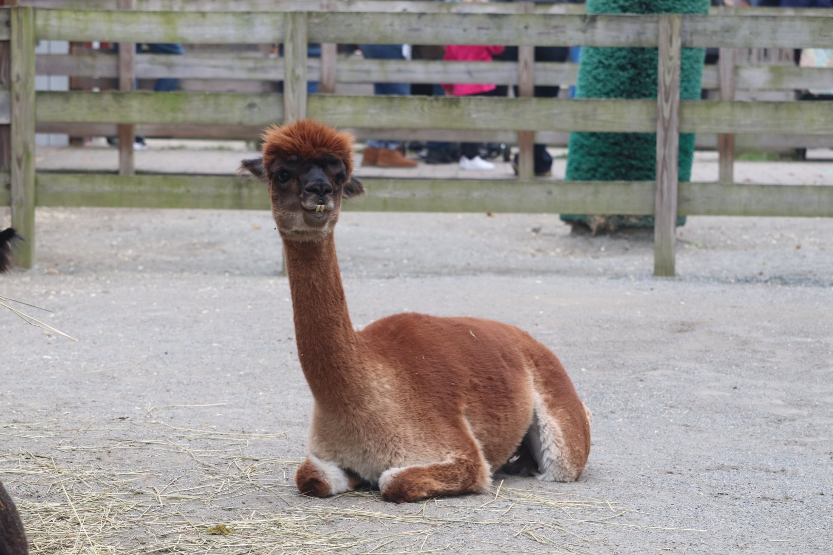 Alex and Ani Farmyard - Alpaca