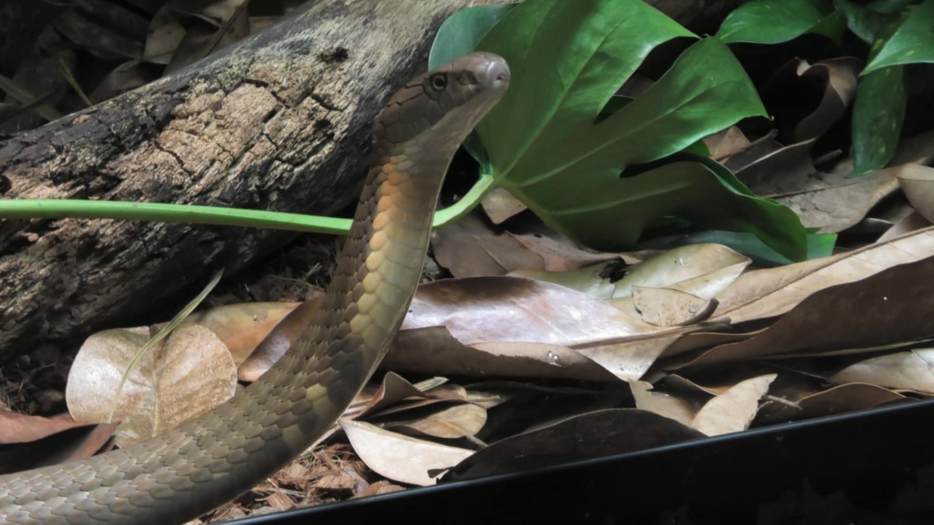 Alex the king cobra again