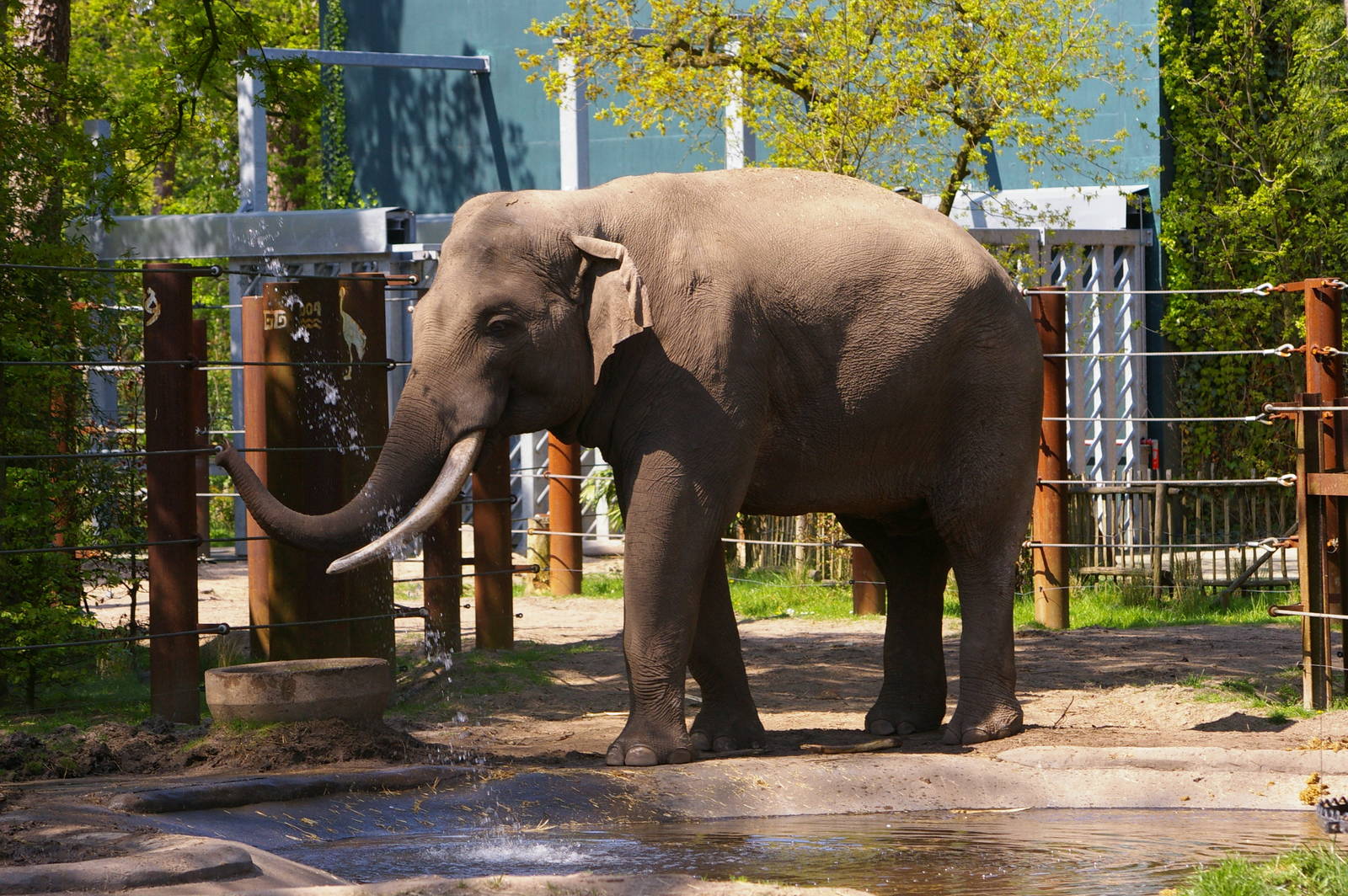 Alexander in Amersfoort Zoo