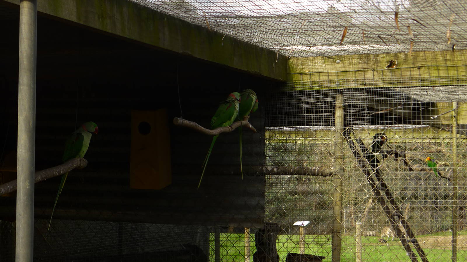 Alexanderine Parrots
