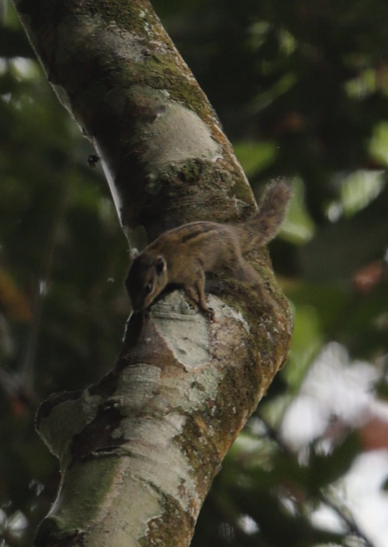 Alexander's bush squirrel (Paraxerus alexandri)