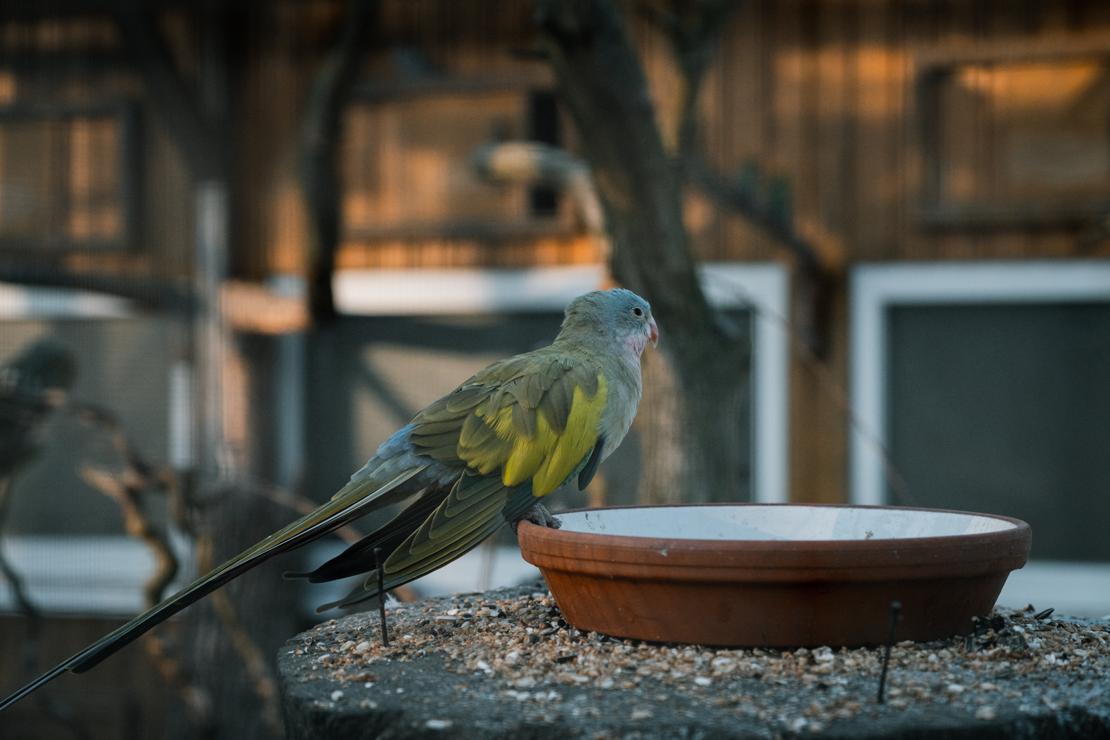 Alexandra's Parakeet