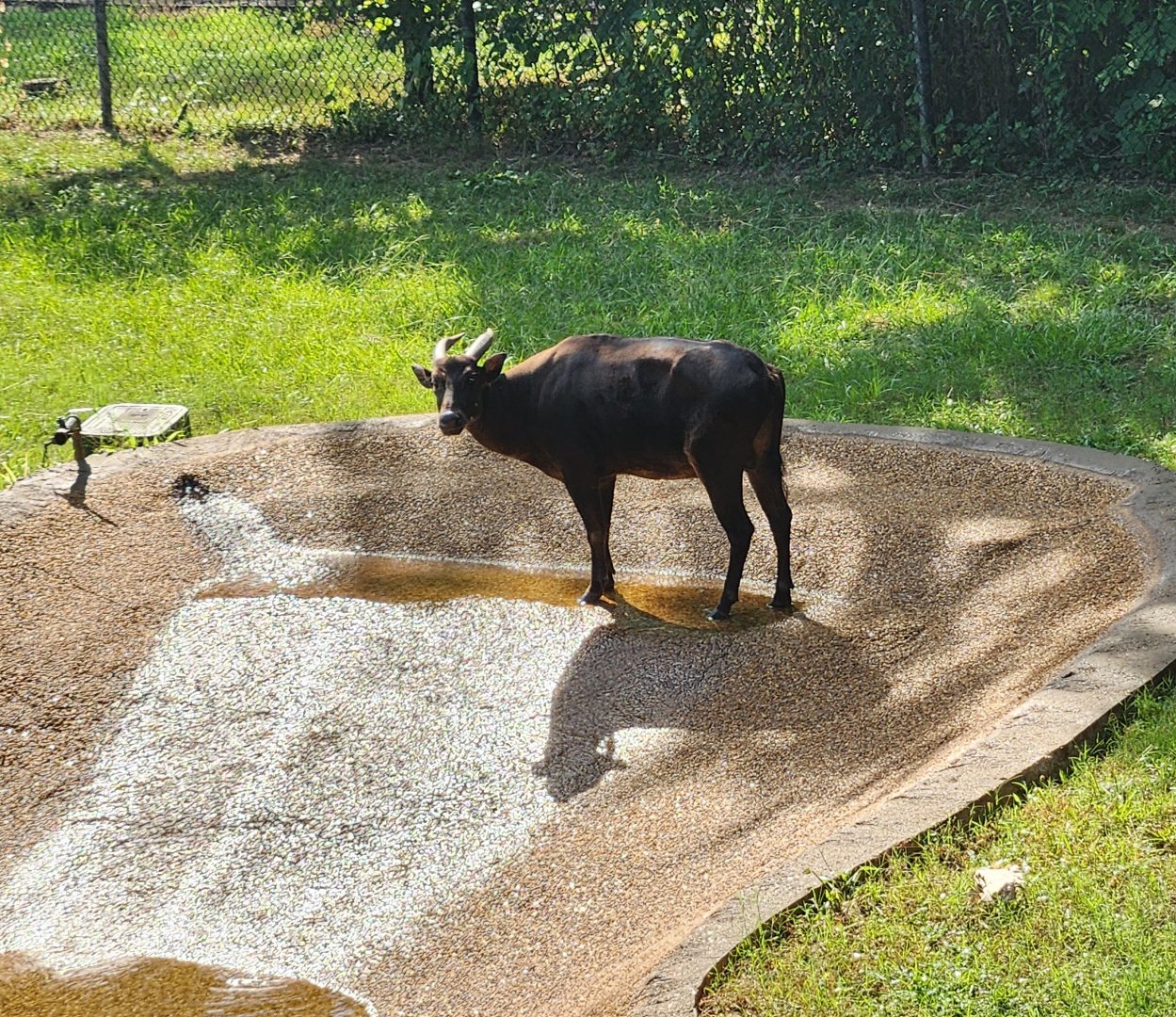 Alexandria Zoo - Anoa