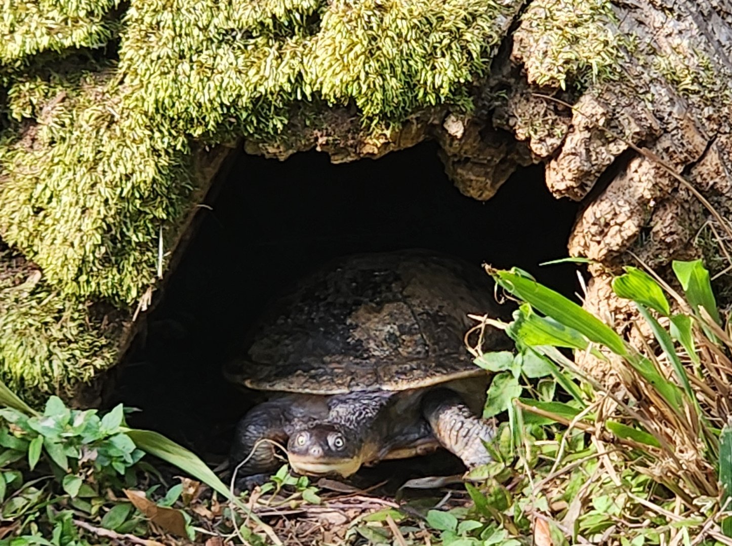Alexandria Zoo - Chelodina novaeguineae