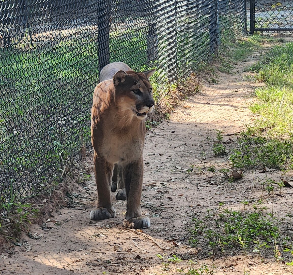 Alexandria Zoo - Cougar