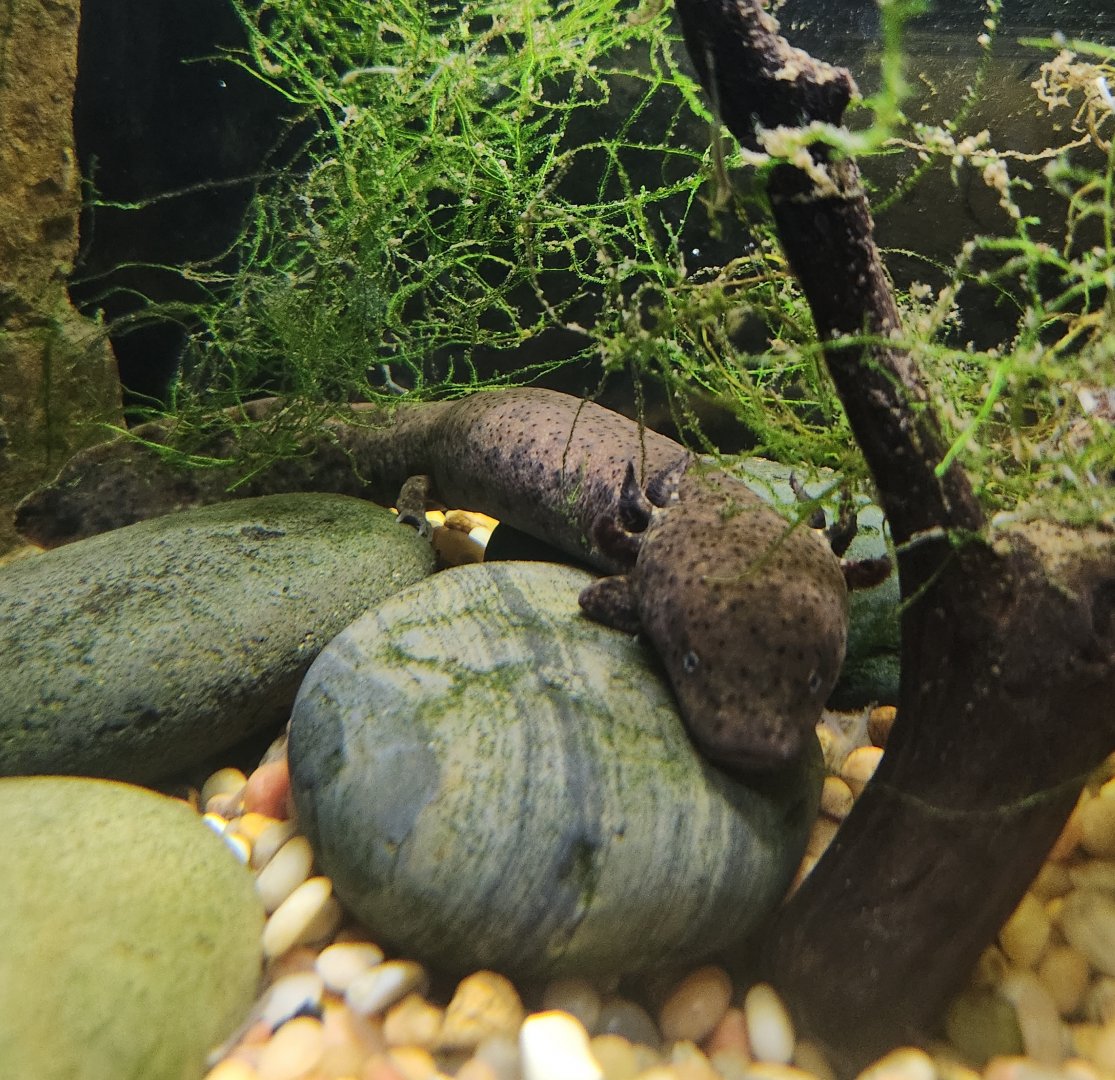 Alexandria Zoo - Necturus beyeri