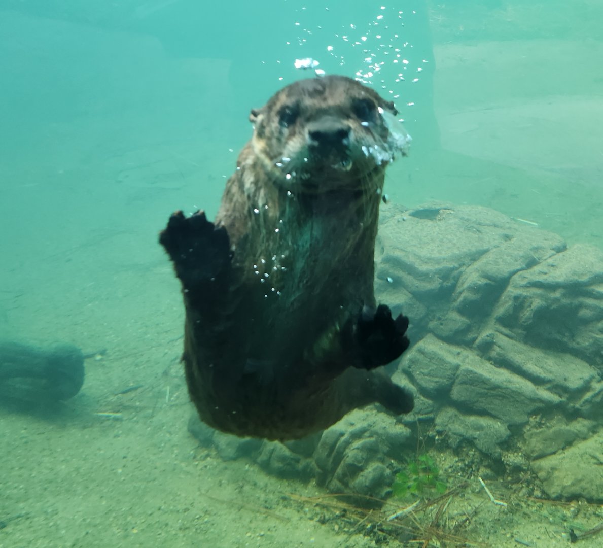 Alexandria Zoo - North American River Otter