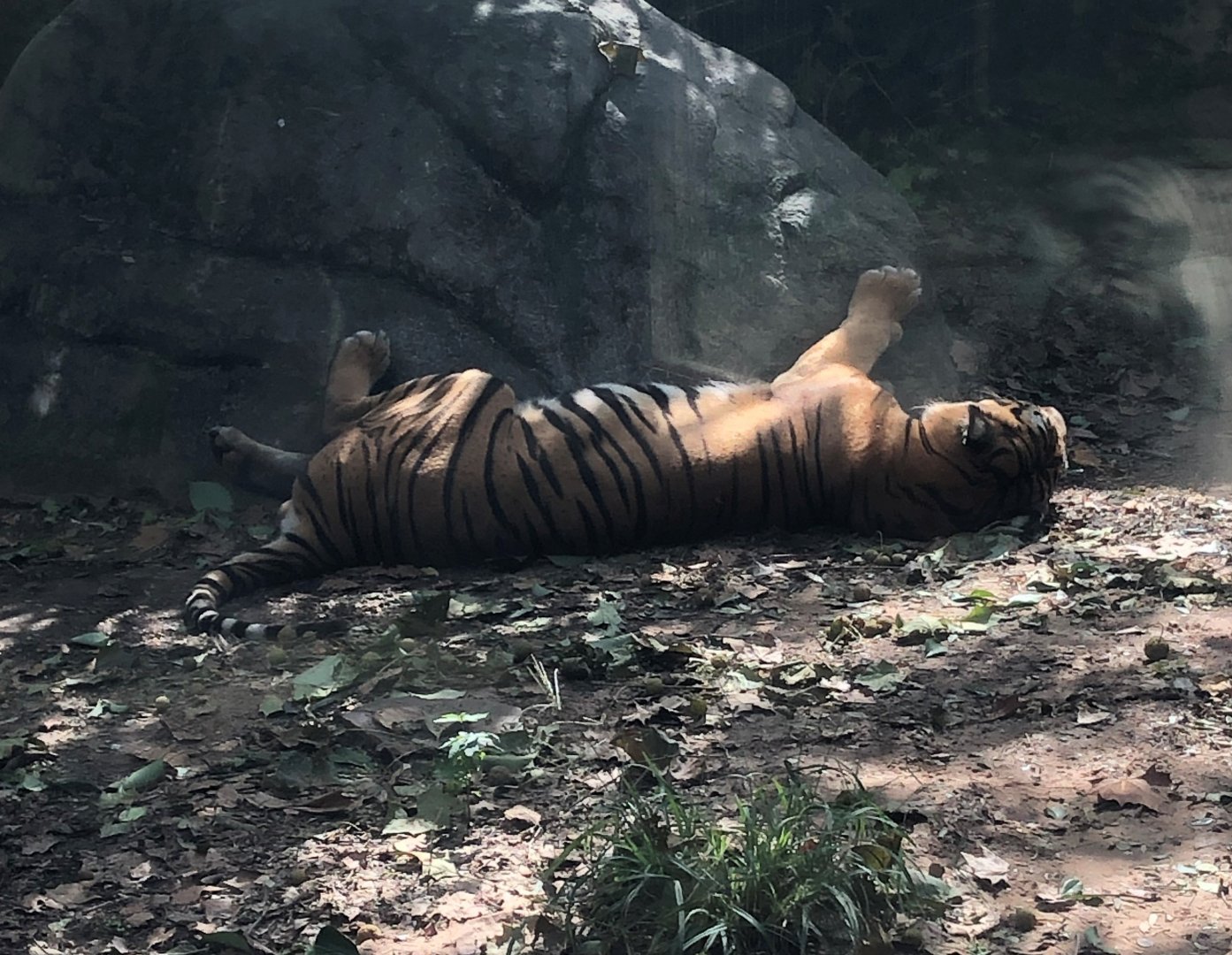 Alexandria Zoological Park - Malayan Tiger