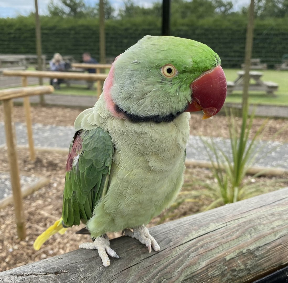 Alexandrine or ring neck?