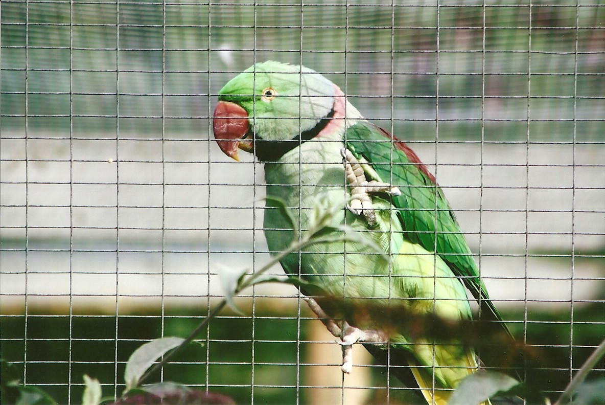 Alexandrine Parakeet 11th September 2012