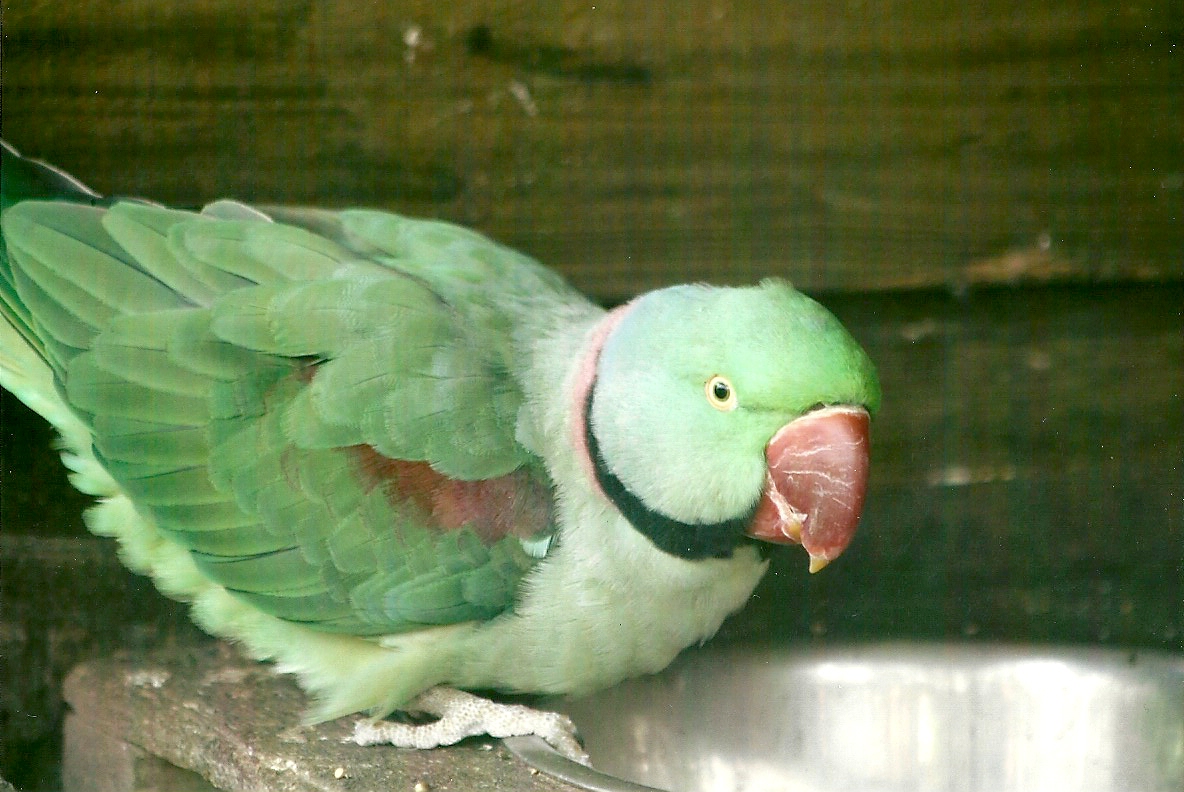 Alexandrine Parakeet 11th September 2012