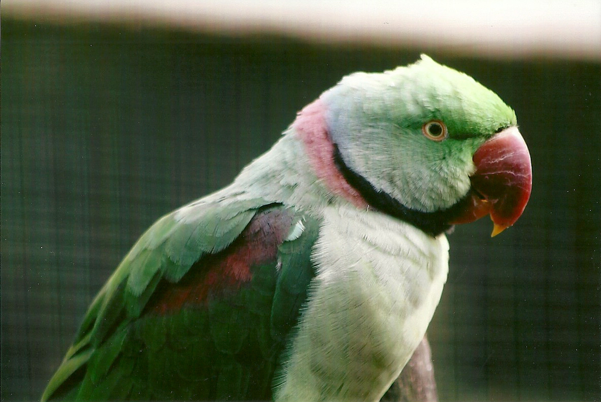 Alexandrine Parakeet 11th September 2012
