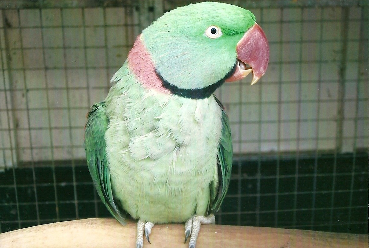 Alexandrine Parakeet, 13th September 2013