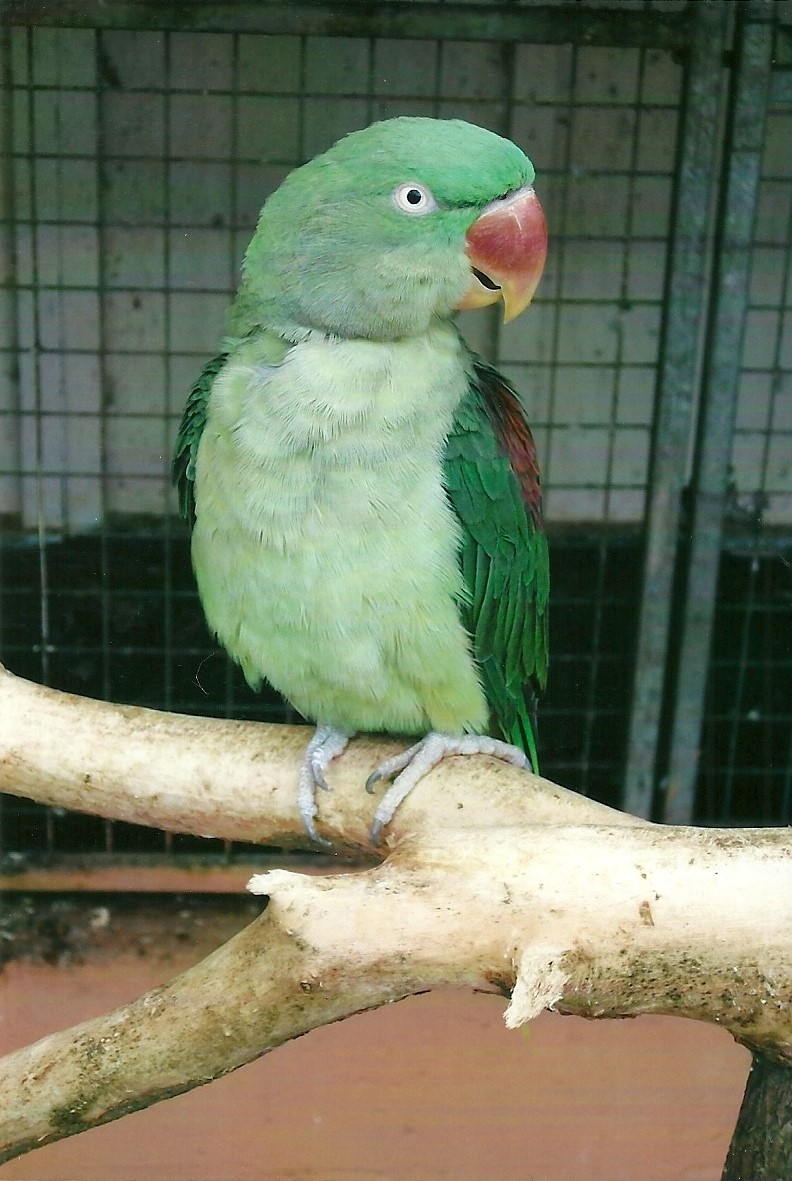 Alexandrine Parakeet, 13th September 2013