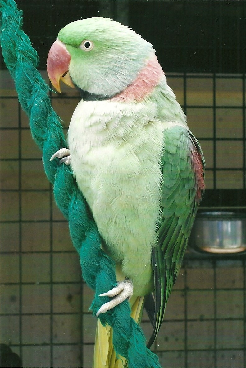 Alexandrine Parakeet, 13th September 2013
