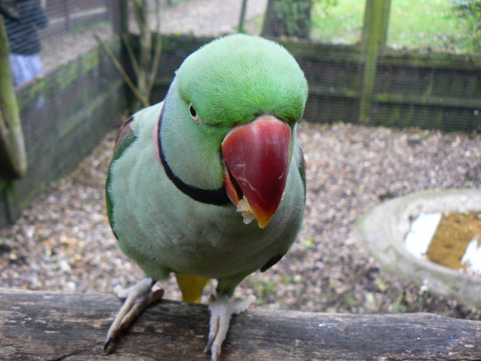 Alexandrine Parakeet- 18 October 2015