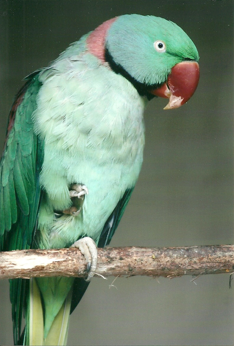 Alexandrine Parakeet, 26th September 2013