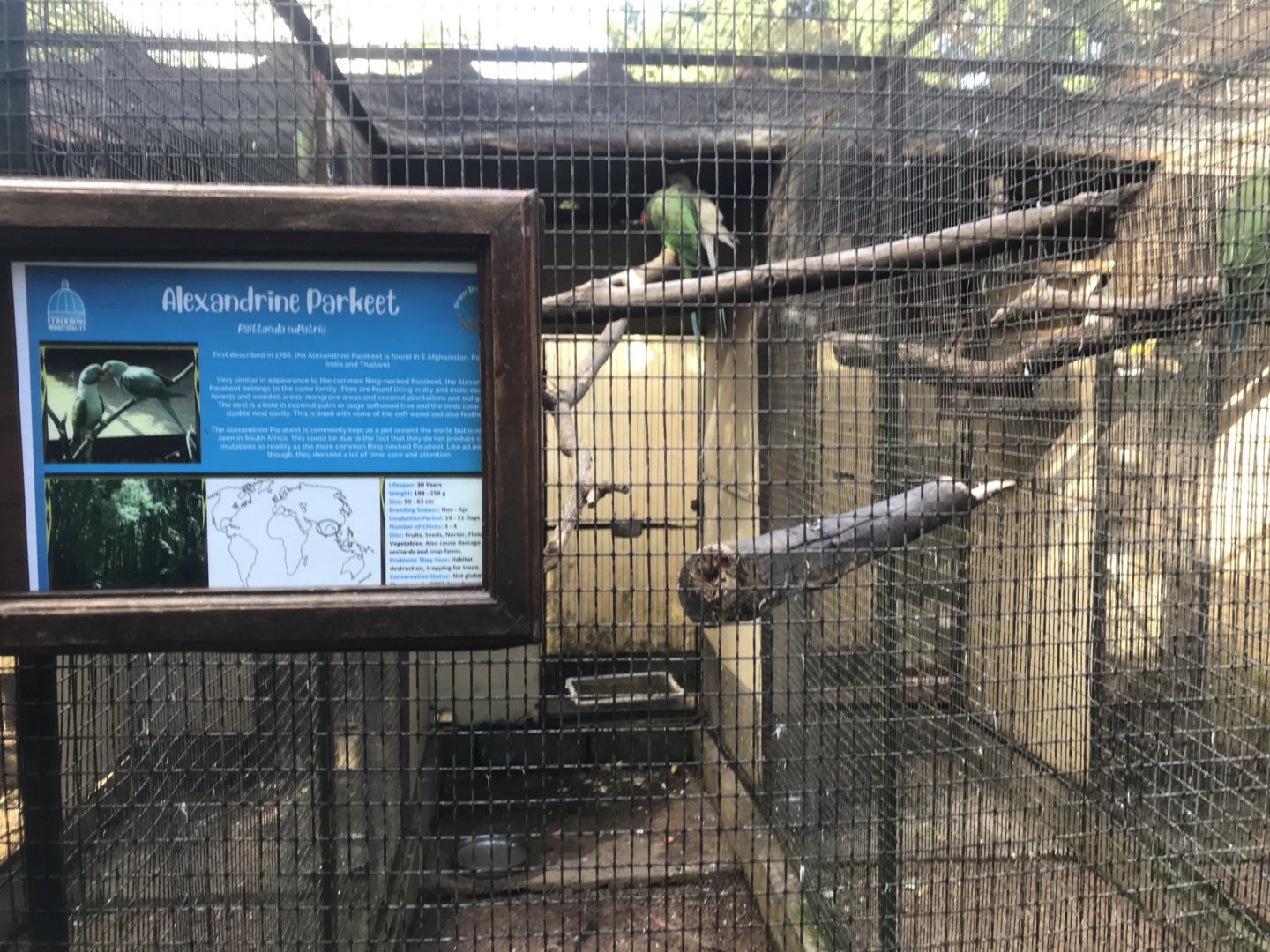 Alexandrine Parakeet Exhibit