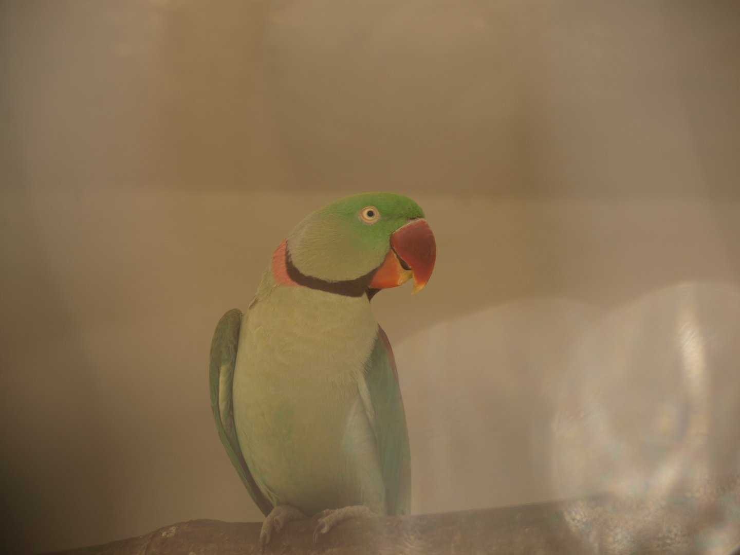 Alexandrine parakeet - Lahore zoo 8/4/2017