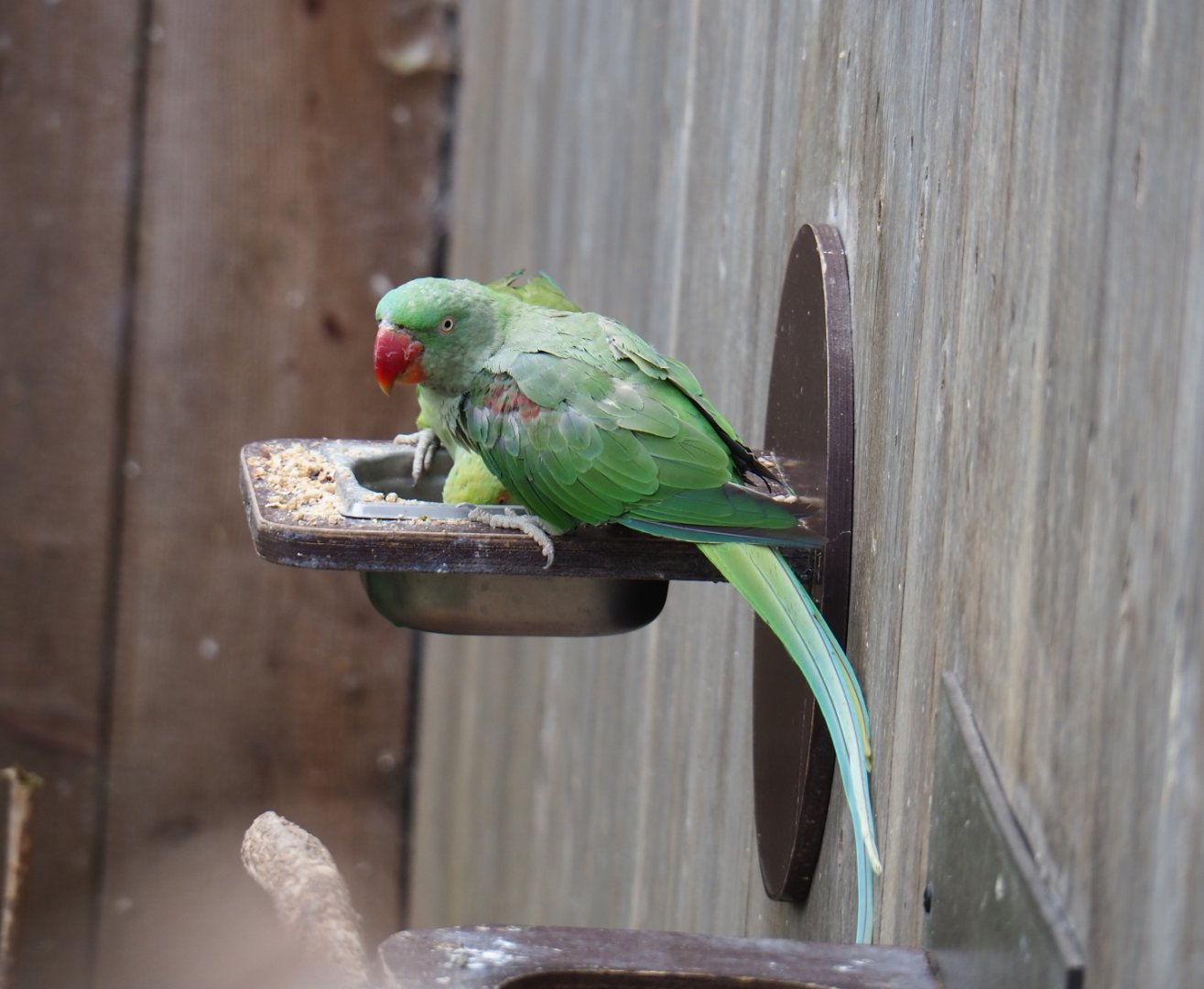 Alexandrine parakeet (Psittacula eupatria), 2019-07-21