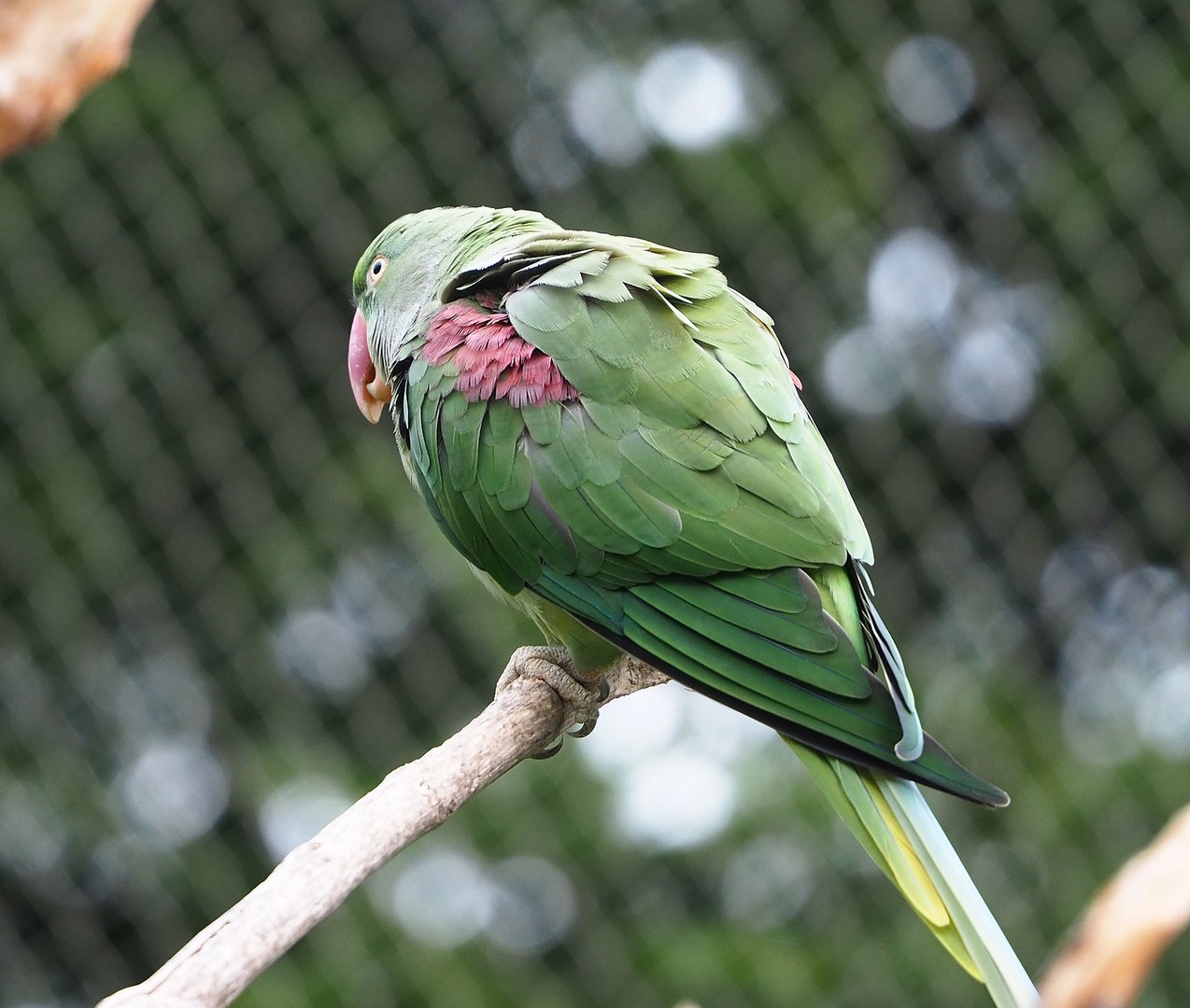 Alexandrine parakeet (Psittacula eupatria), 2022-08-20