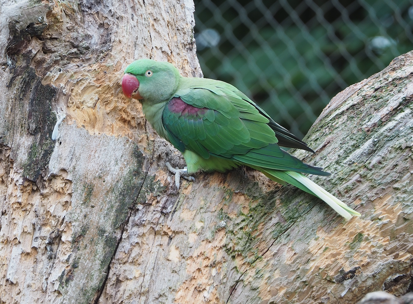 Alexandrine parakeet (Psittacula eupatria), 2022-08-20