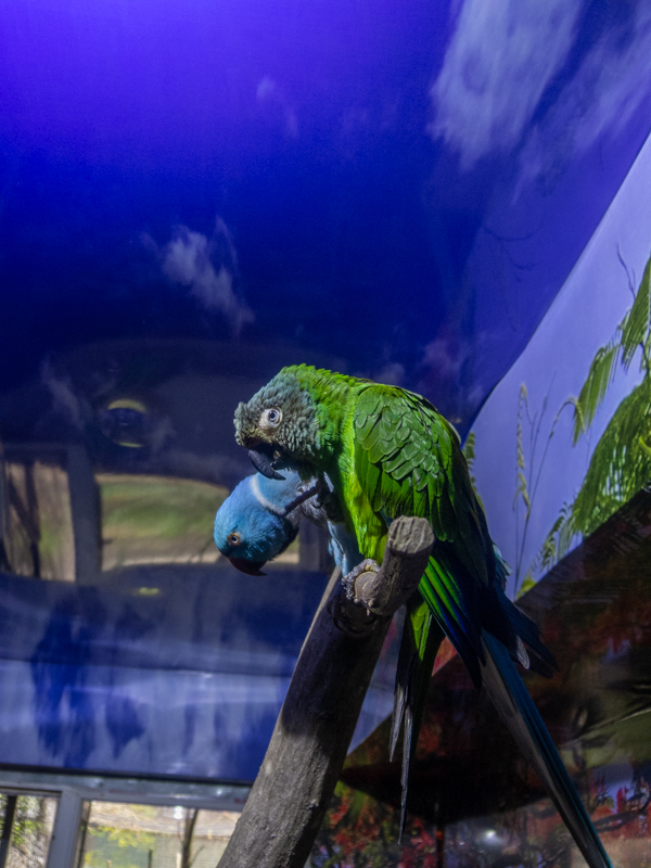 Alexandrine parakeet (Psittacula eupatria) & Dusky-headed parakeet (Aratinga weddellii)