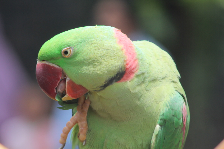 Alexandrine parakeet (Psittacula eupatria eupatria) - Jakarta Bird Land