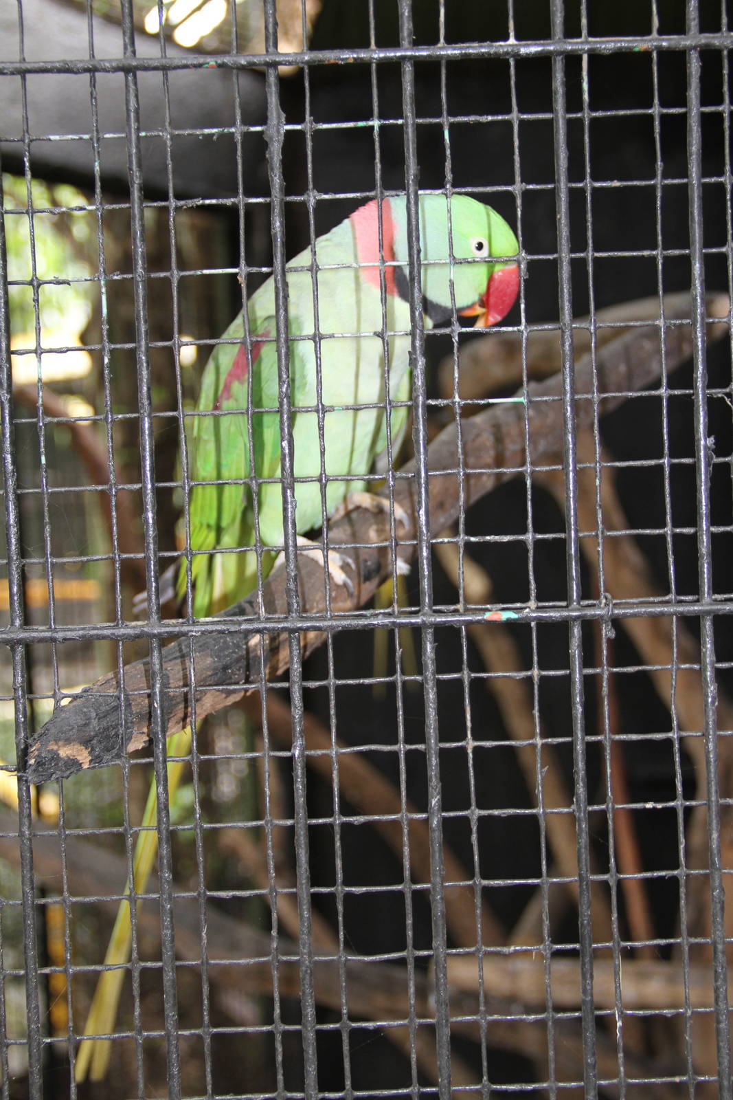 Alexandrine Parakeet (Psittacula eupatria)