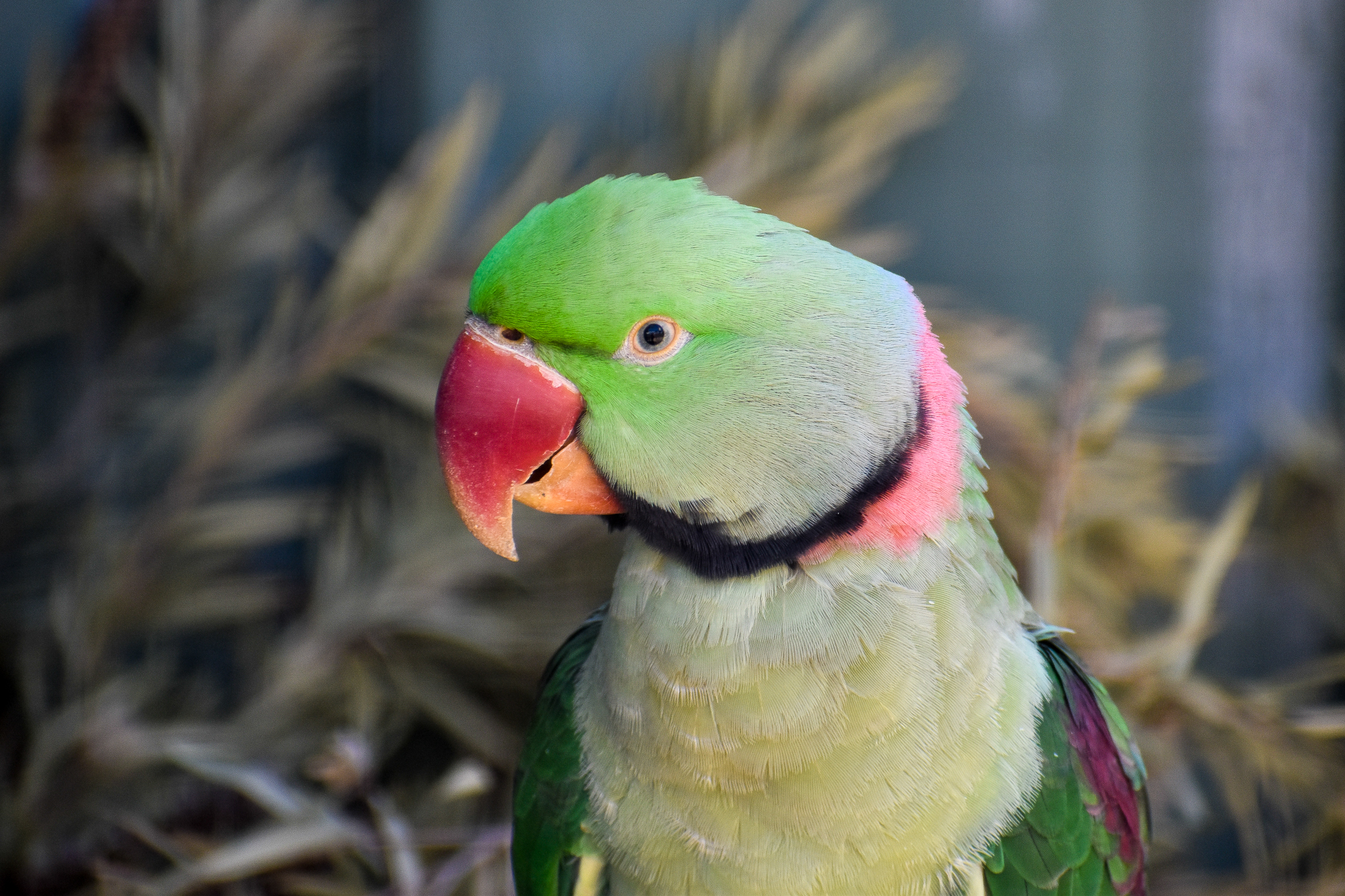 Alexandrine Parakeet (Psittacula eupatria)