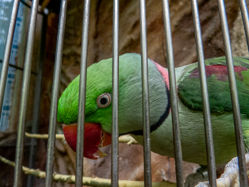 Alexandrine parakeet (Psittacula eupatria)