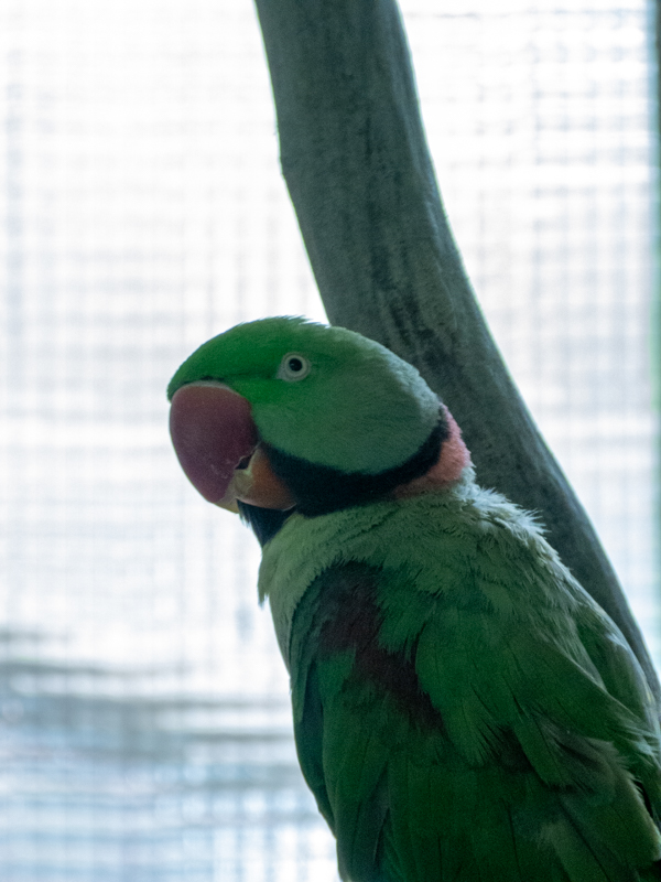 Alexandrine parakeet (Psittacula eupatria)