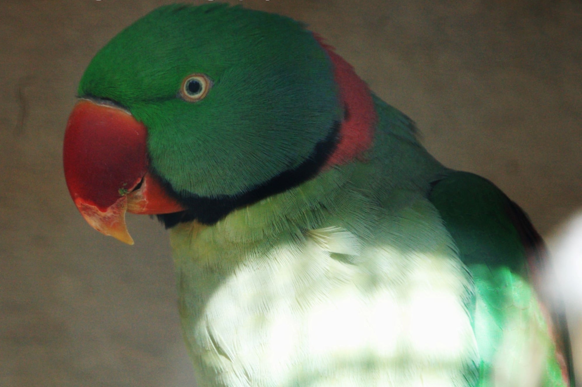 Alexandrine Parakeet - Psittacula eupatria