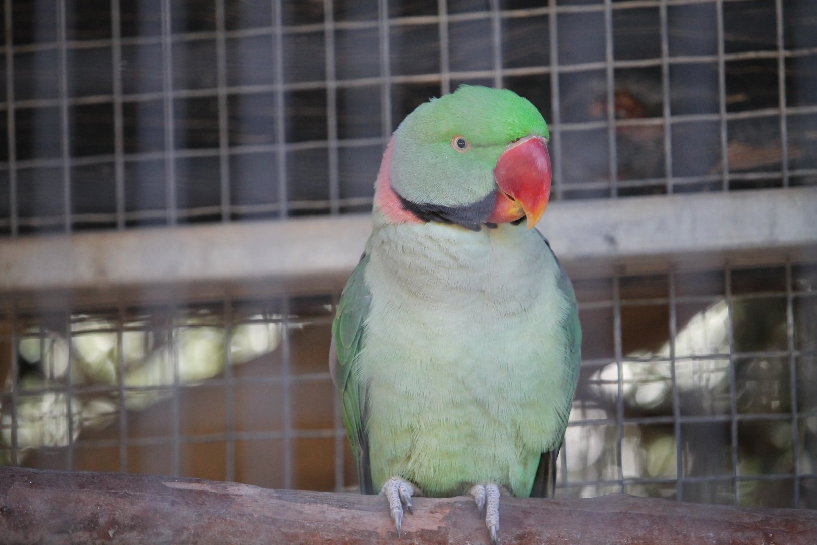 Alexandrine Parakeet (Psittacula eupatria)