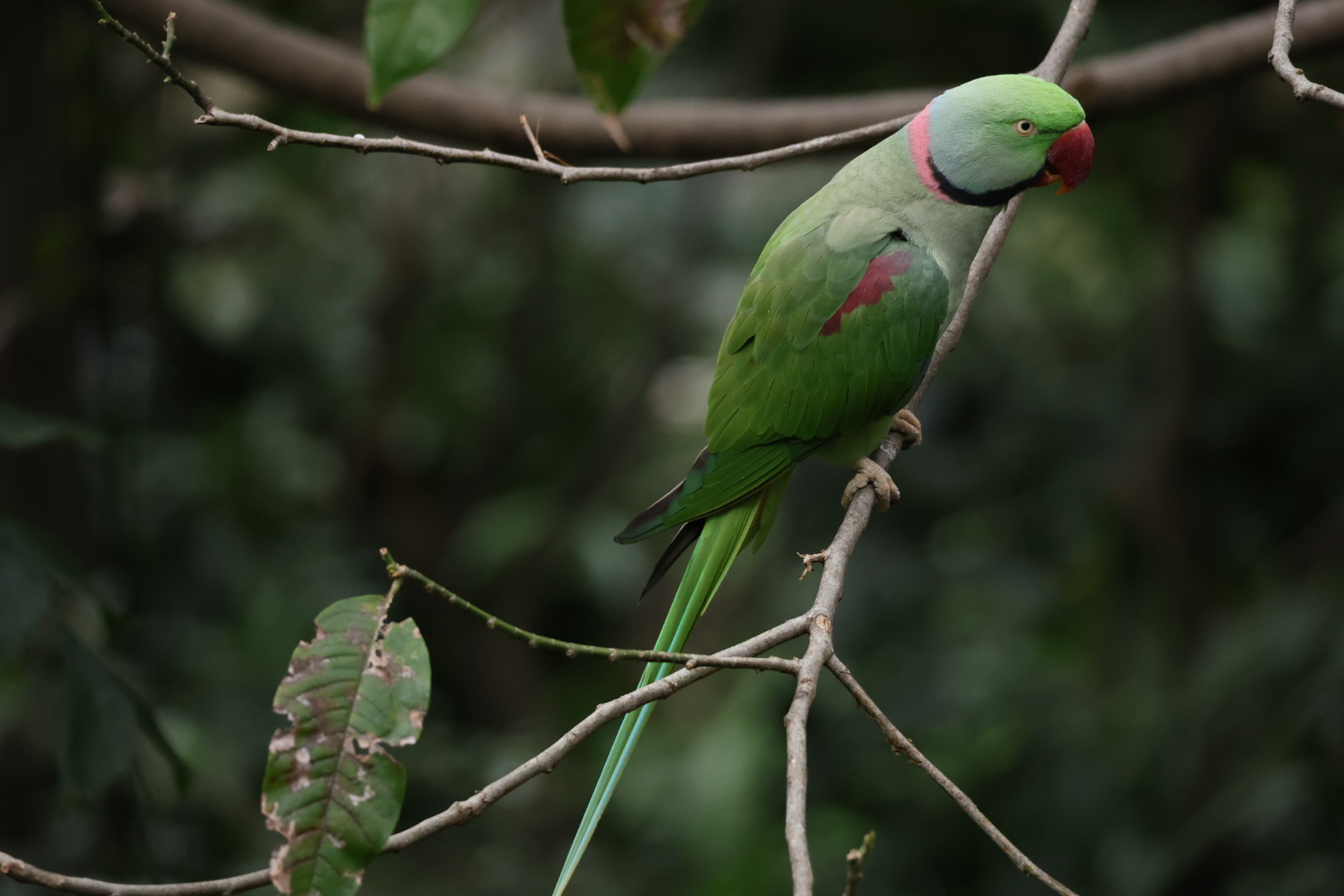 Alexandrine parakeet (Psittacula eupatria)