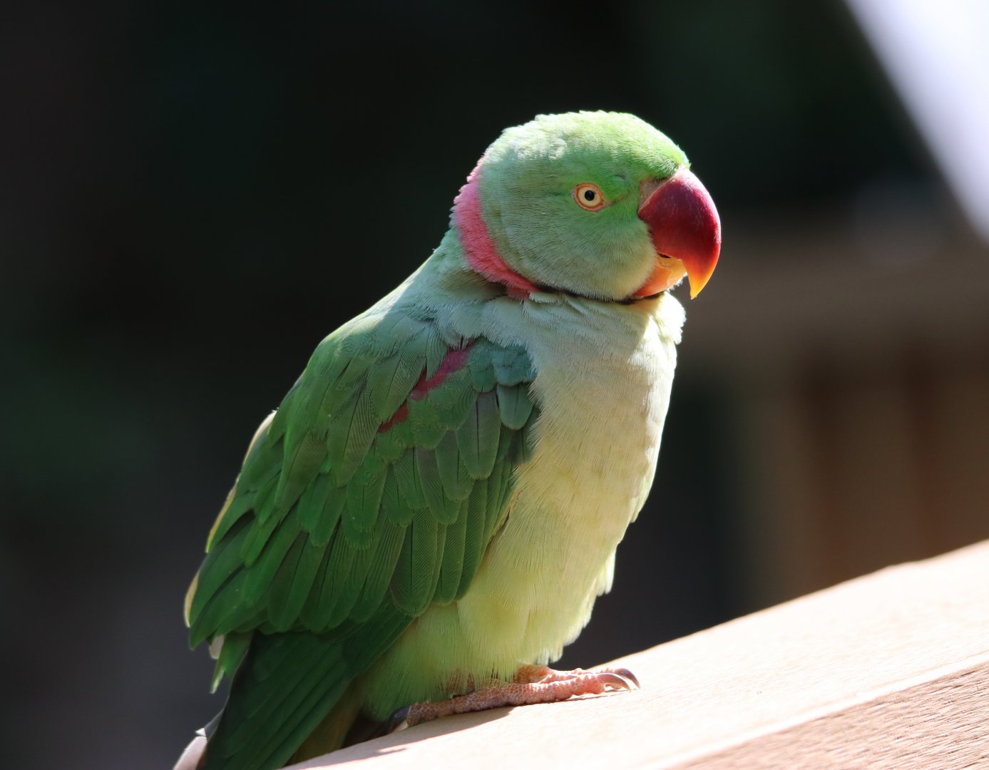 Alexandrine Parakeet (Psittacula eupatria)