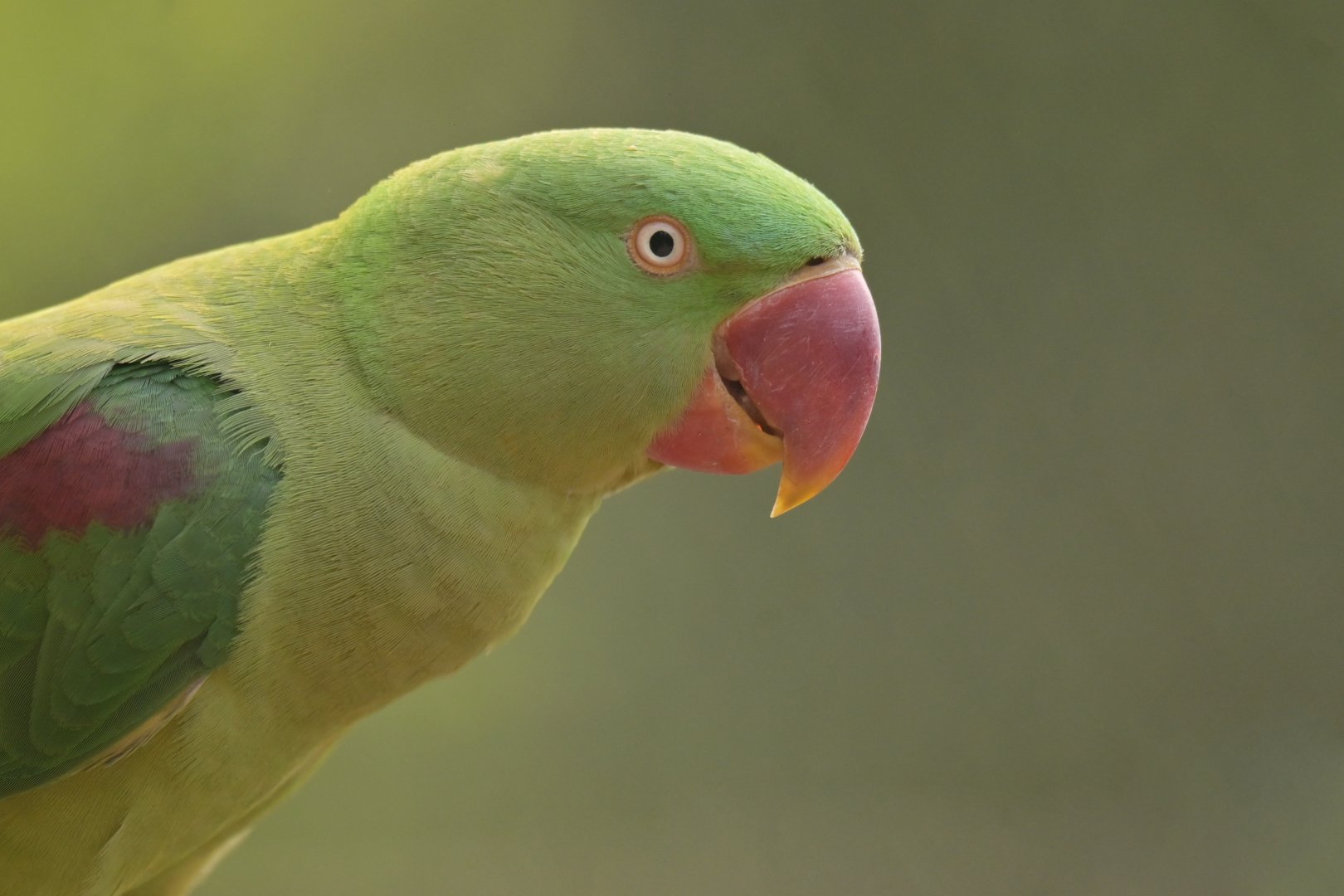 Alexandrine Parakeet Psittacula eupatria
