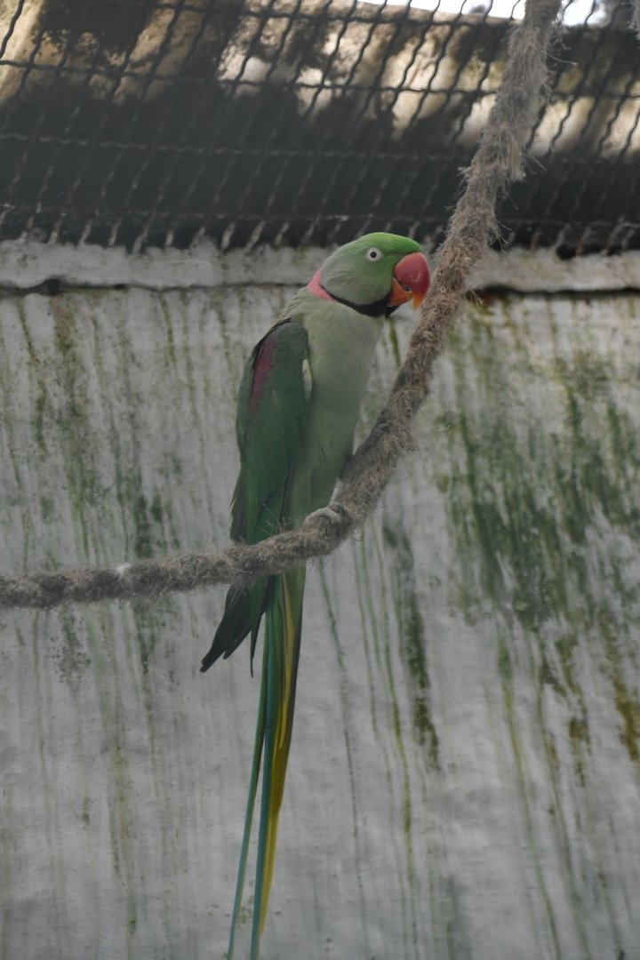 Alexandrine Parakeet (Zoo Lourosa)