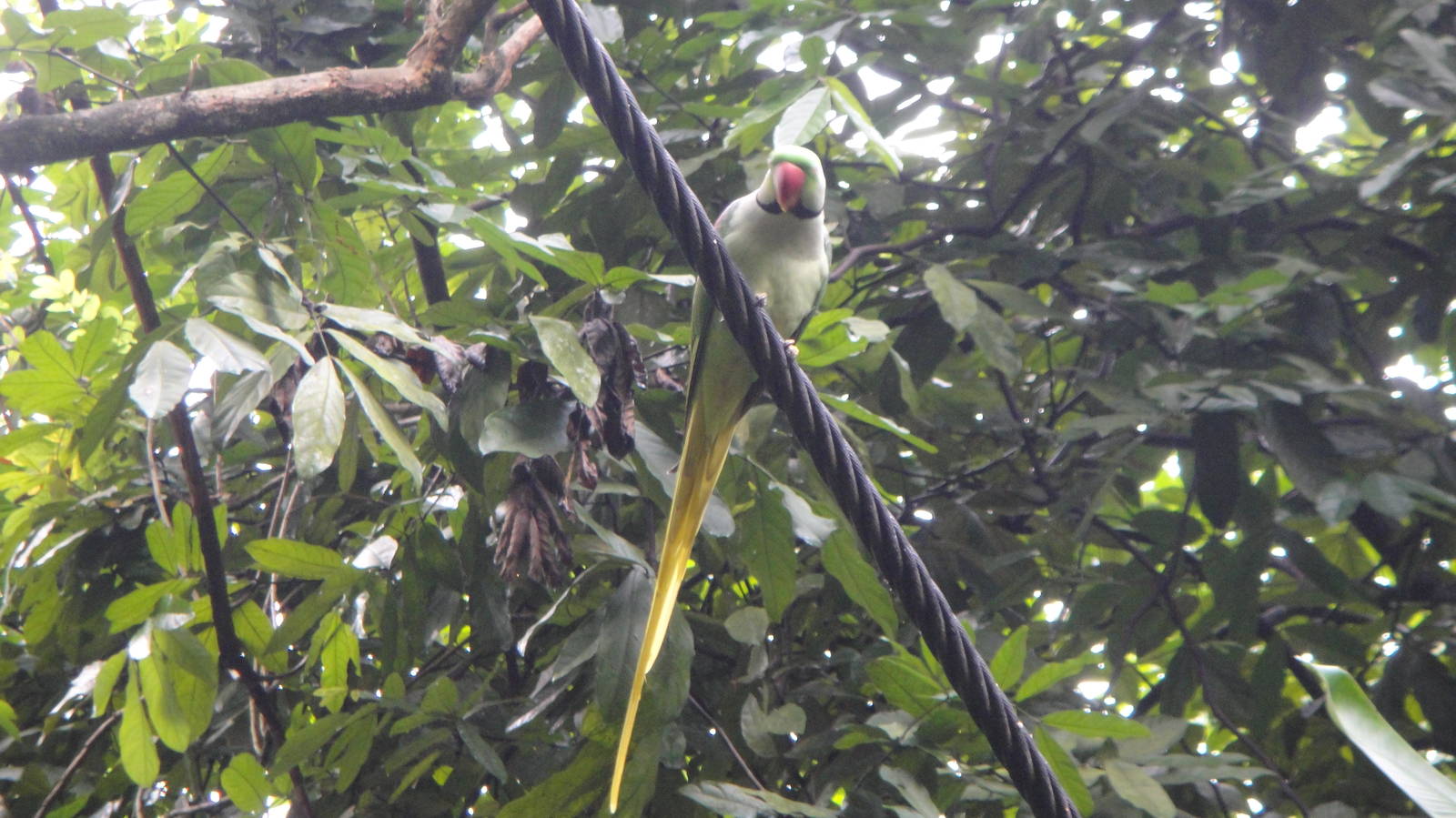 Alexandrine Parakeet