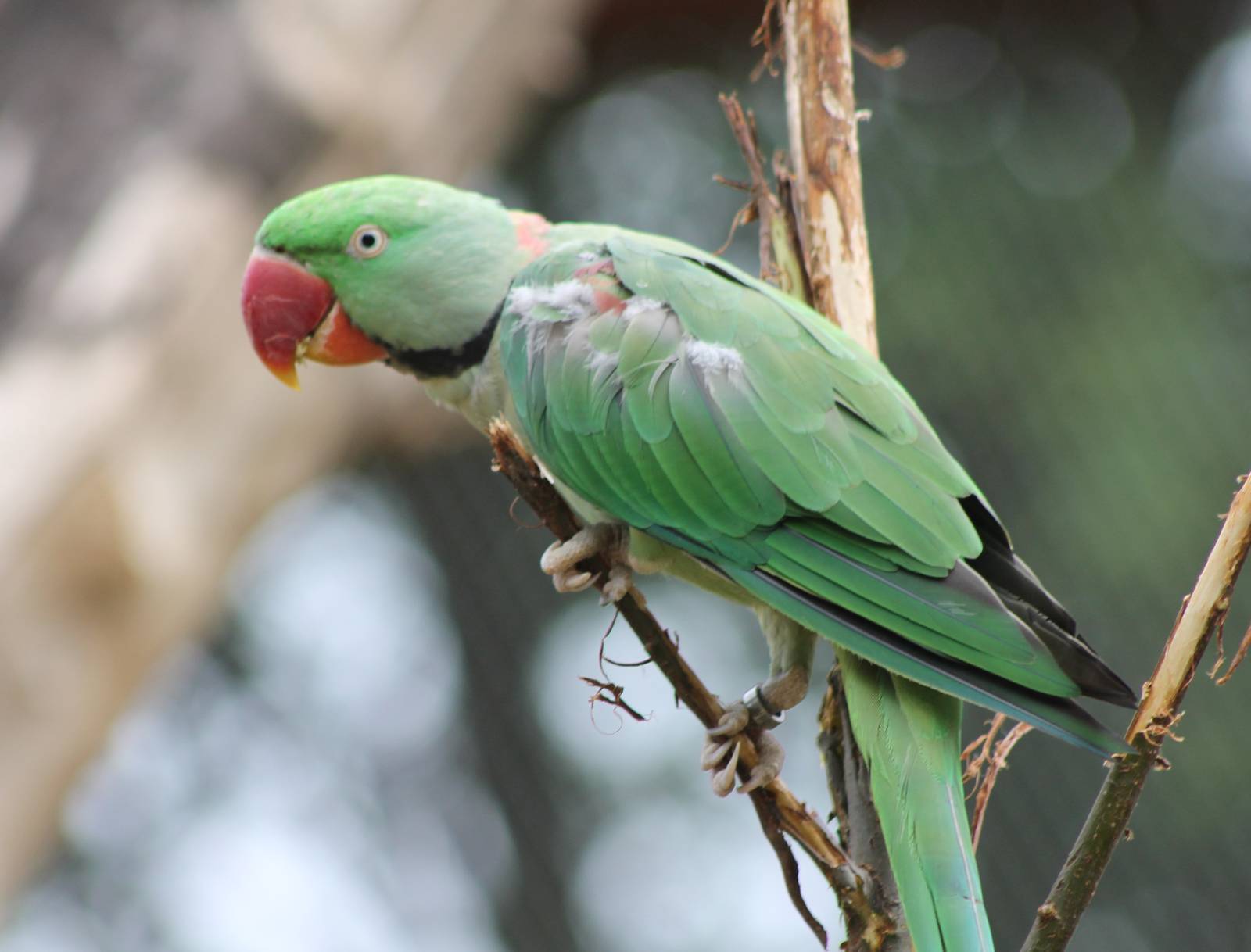 Alexandrine parakeet