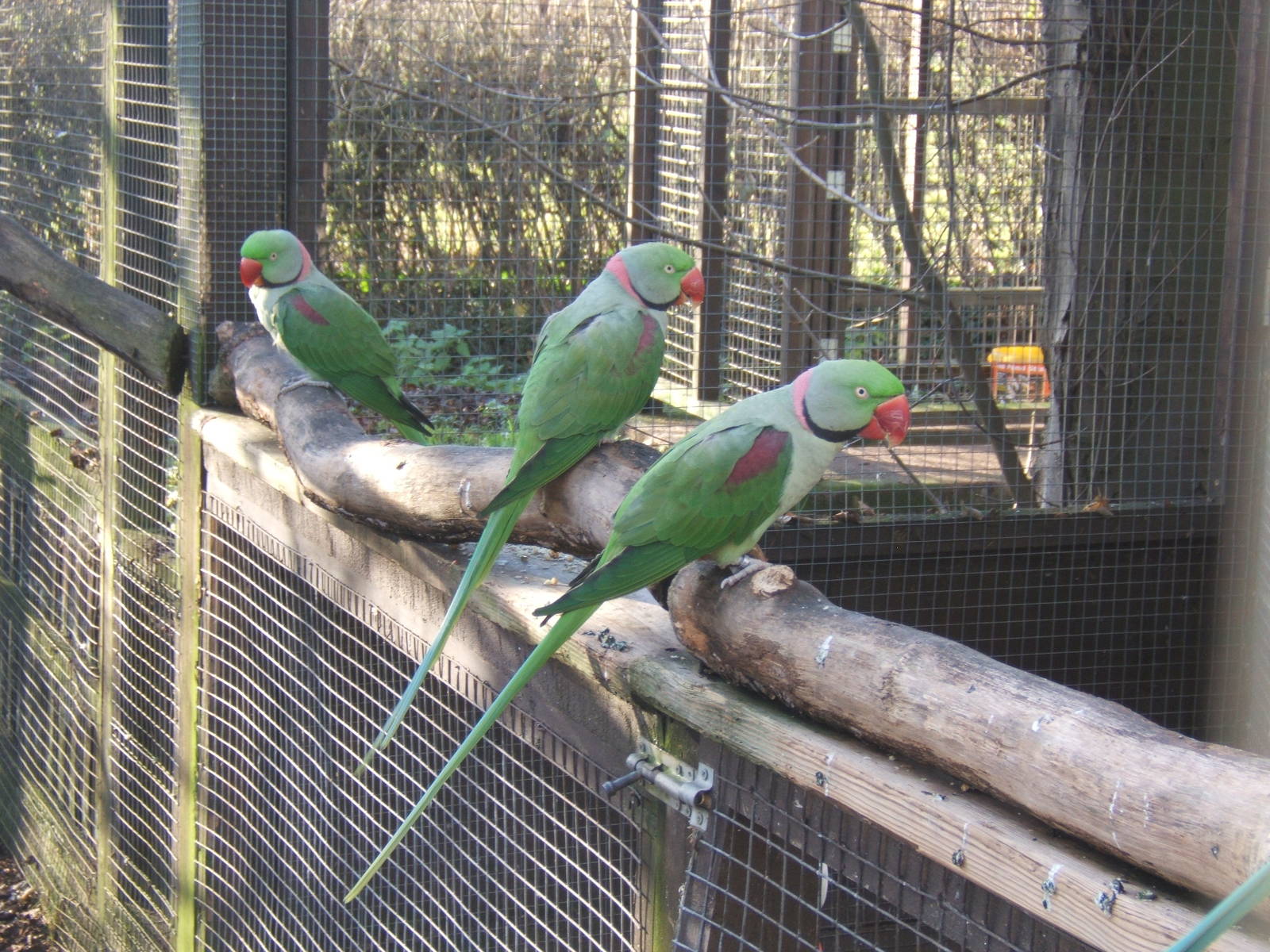 Alexandrine Parakeet