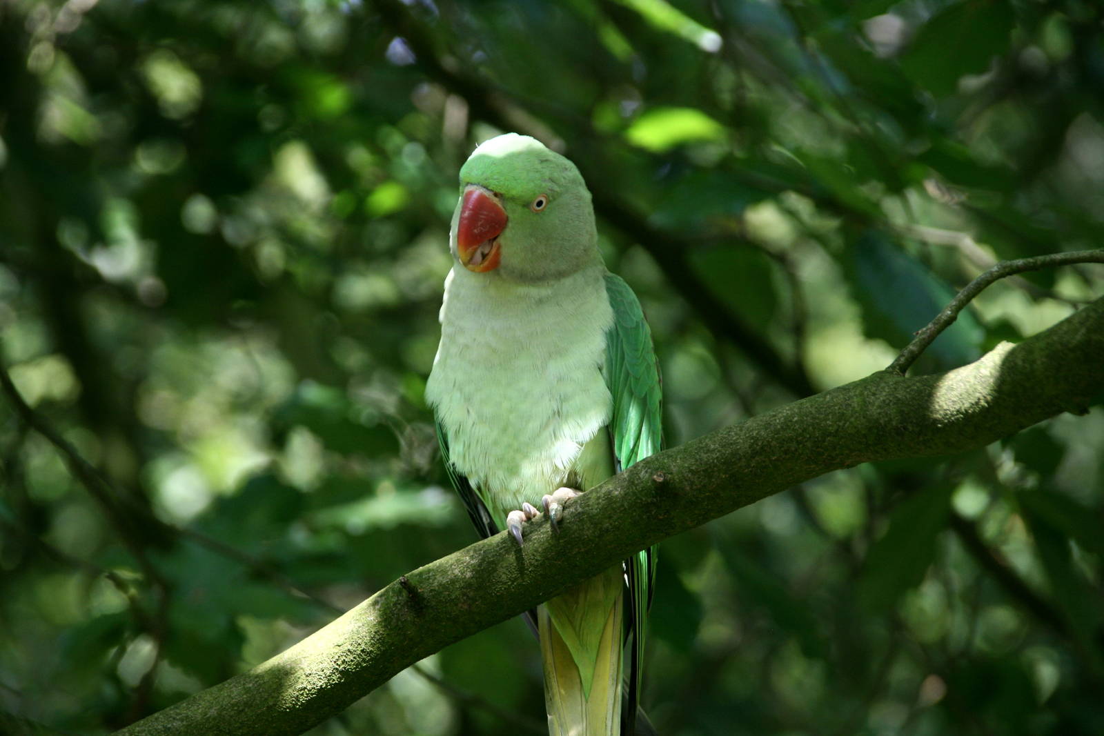 Alexandrine parakeet