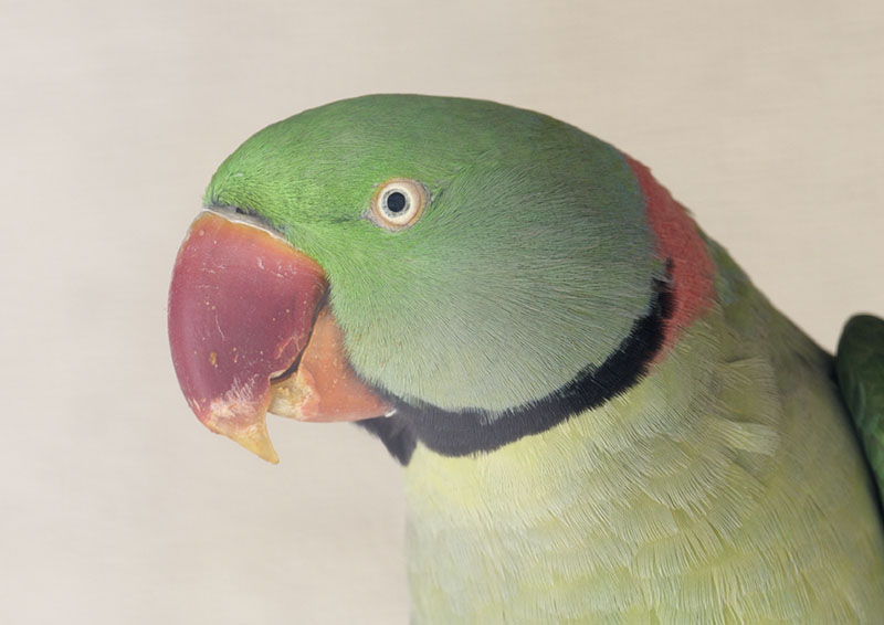 Alexandrine parakeet