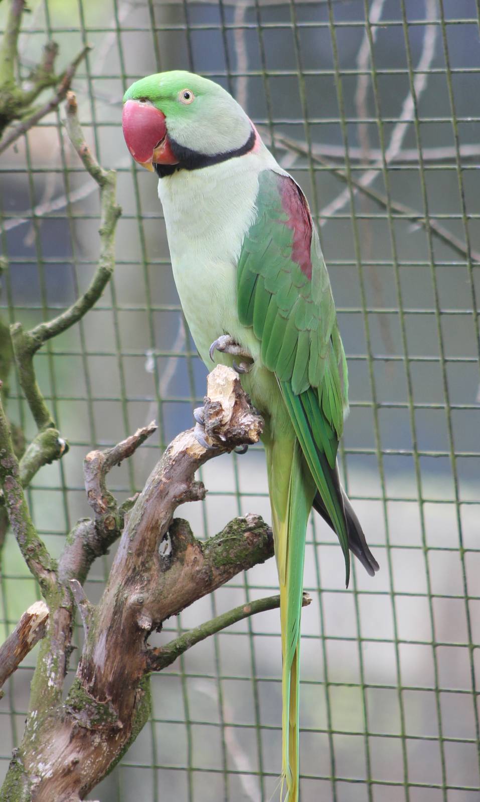 Alexandrine parakeet