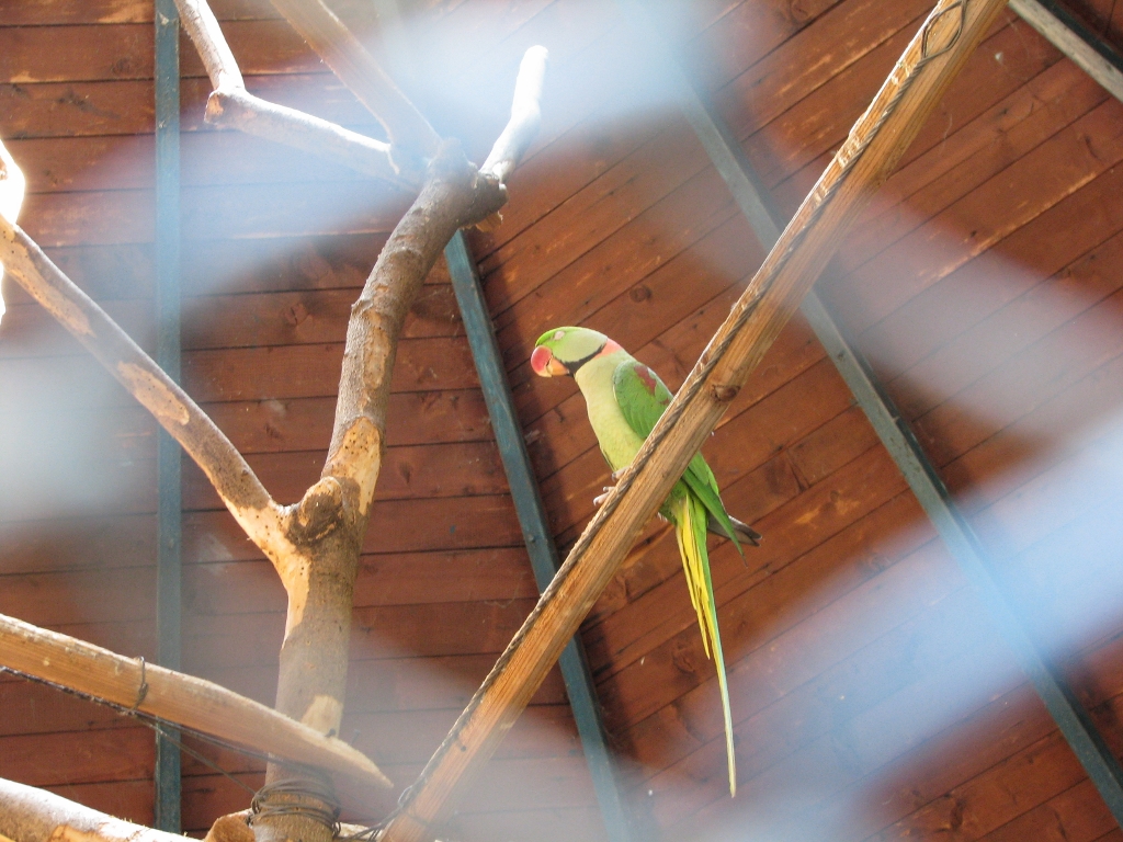 Alexandrine Parakeet
